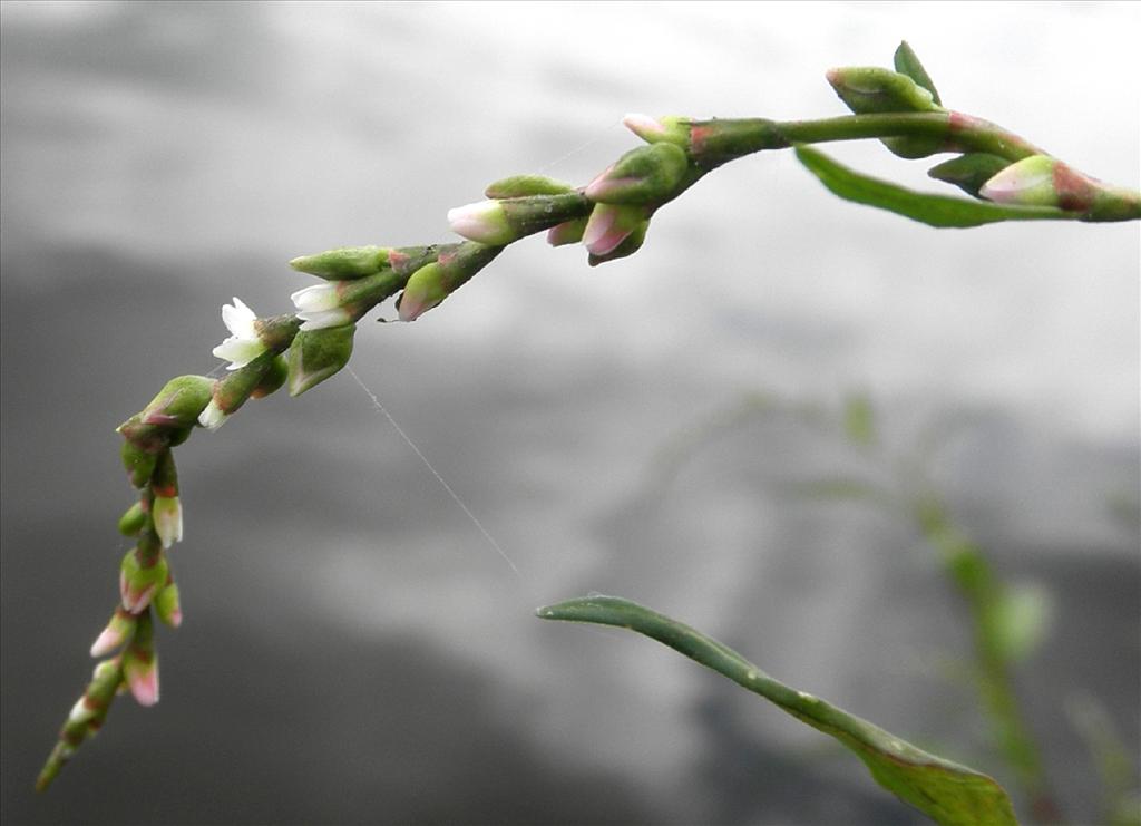 Persicaria hydropiper (door Bert Verbruggen)