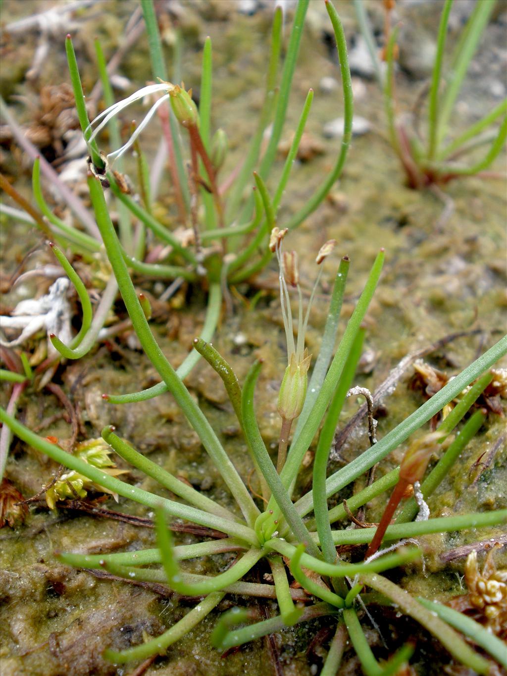 Littorella uniflora (door Bert Verbruggen)