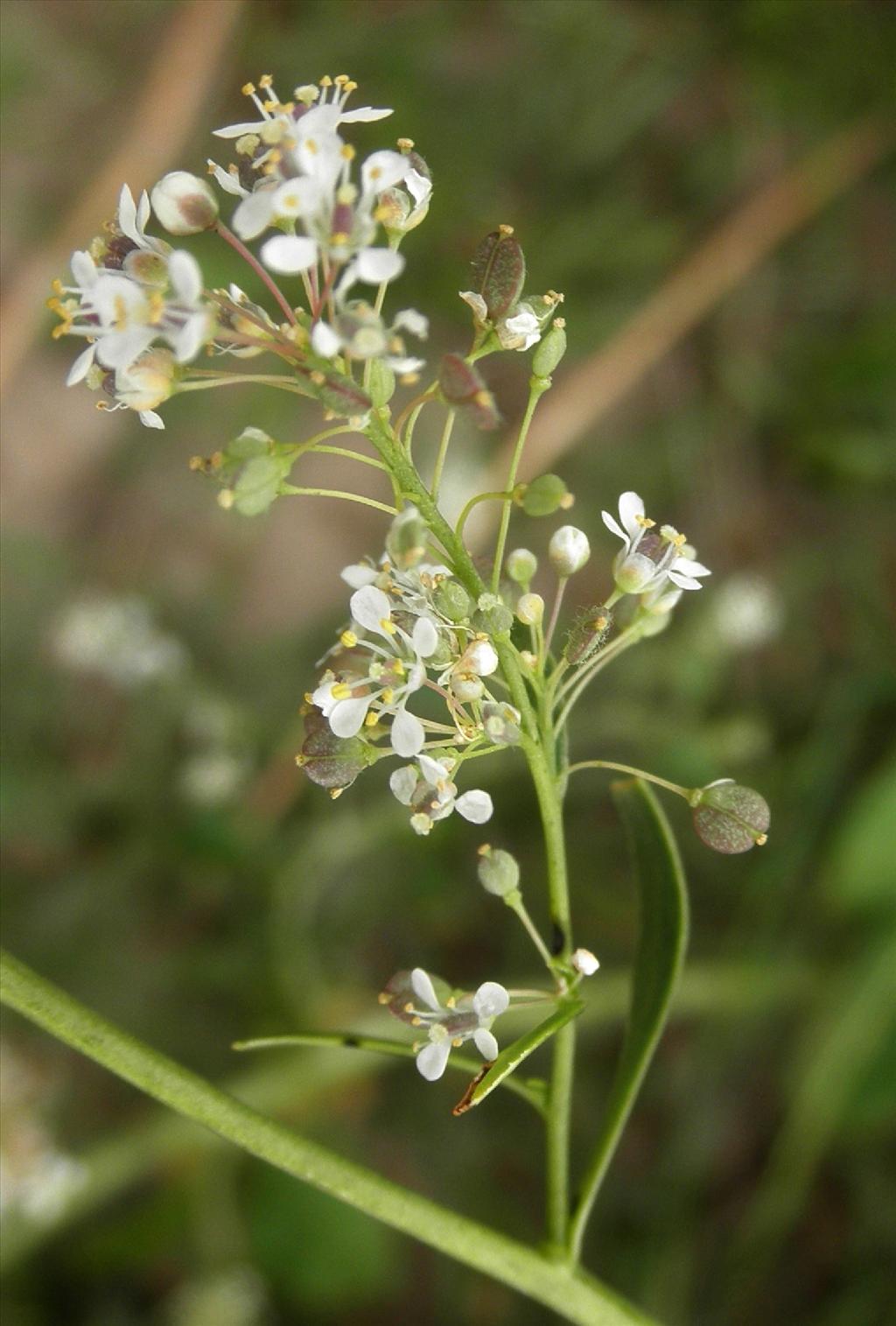 Lepidium latifolium (door Bert Verbruggen)