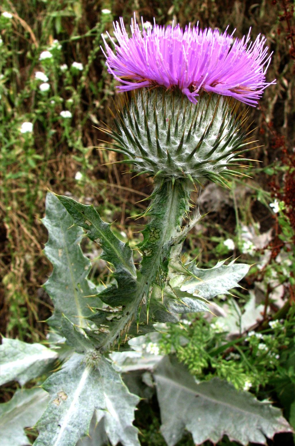 Onopordum acanthium (door Bert Verbruggen)