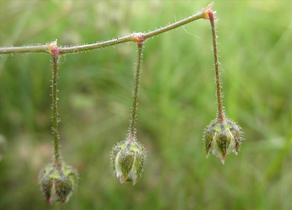 Spergula arvensis (door Bert Verbruggen)