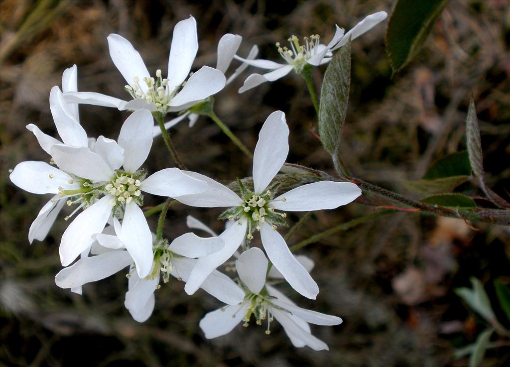 Amelanchier lamarckii (door Bert Verbruggen)