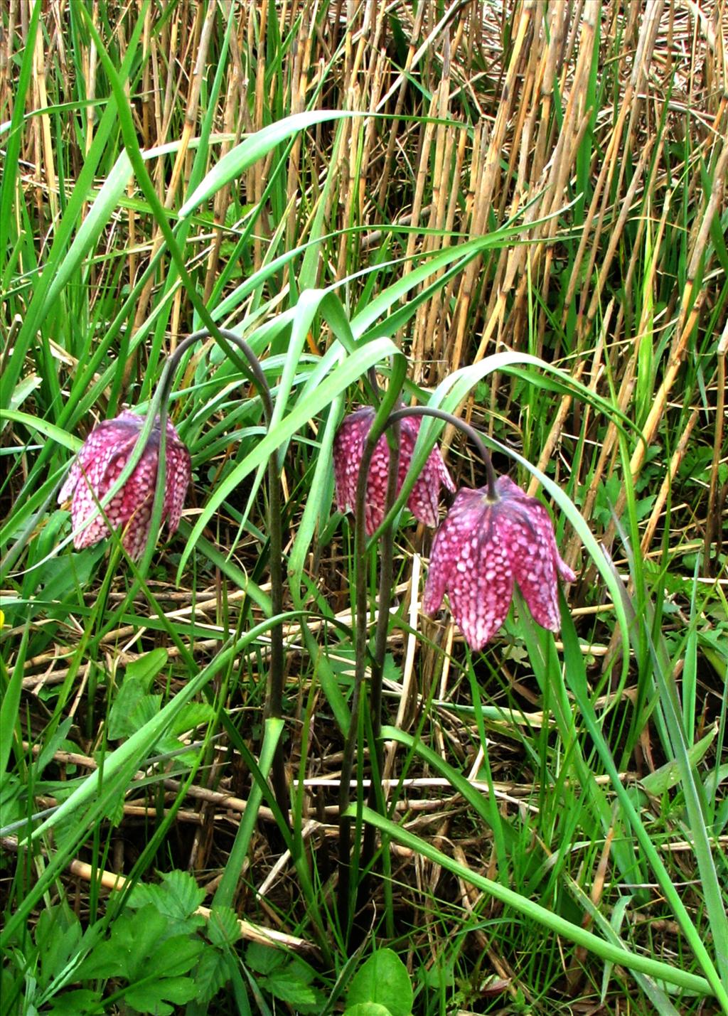 Fritillaria meleagris (door Bert Verbruggen)