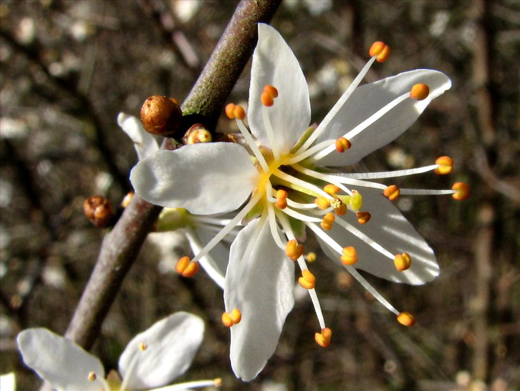 Prunus spinosa (door Bert Verbruggen)