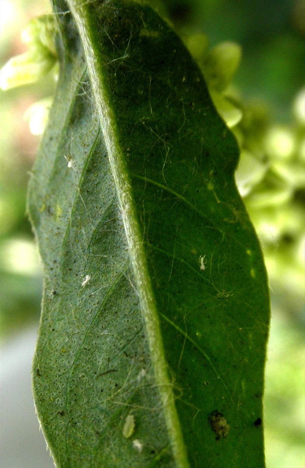 Persicaria lapathifolia (door Bert Verbruggen)