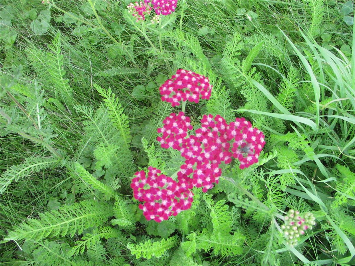 Achillea millefolium (door Toon Verrijdt)