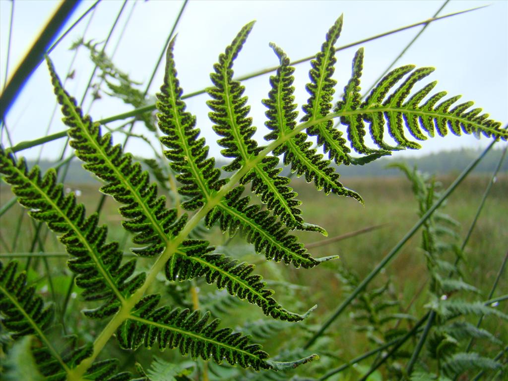 Oreopteris limbosperma (door Joop Verburg)