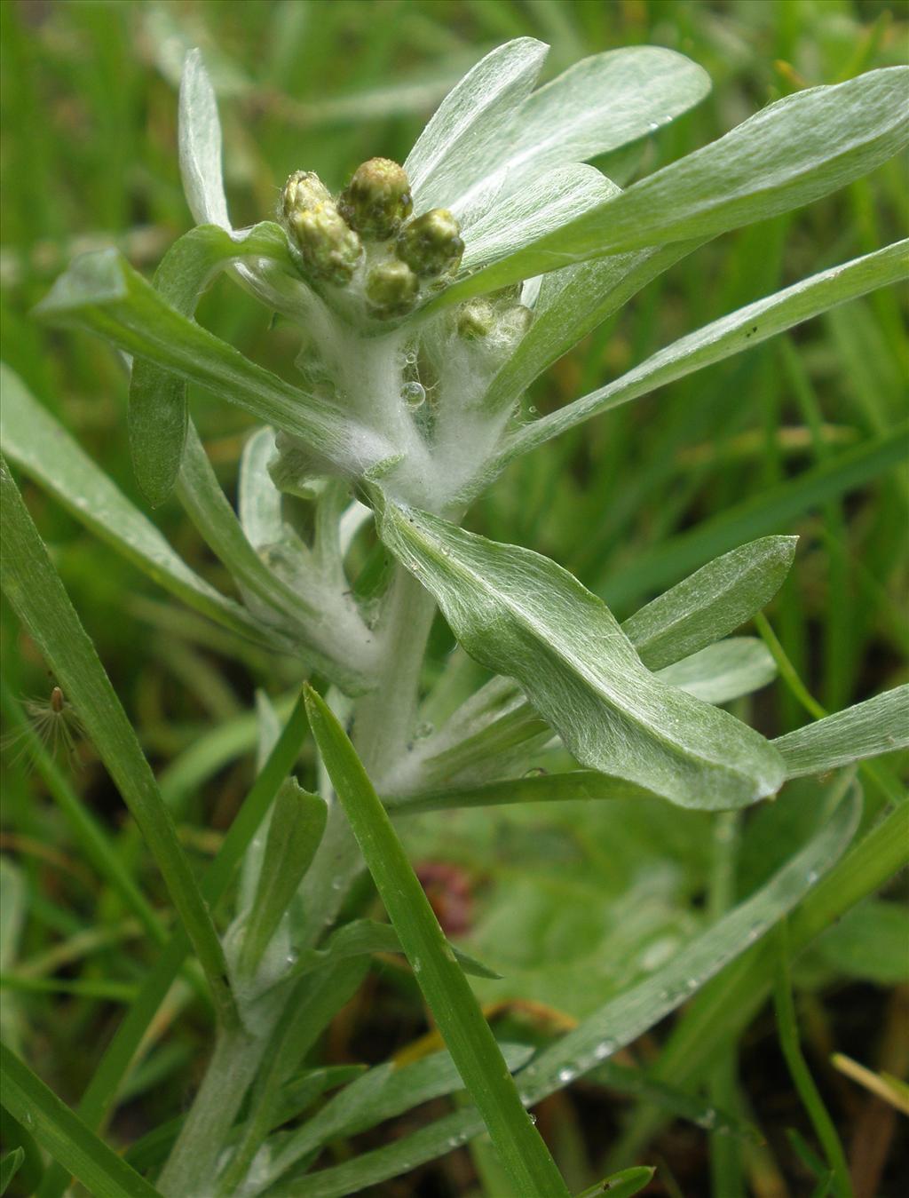 Gnaphalium uliginosum (door Bert Verbruggen)