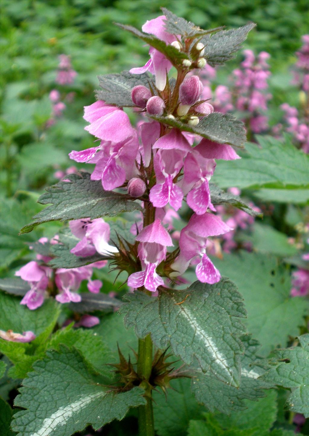 Lamium maculatum s.s. (door Bert Verbruggen)