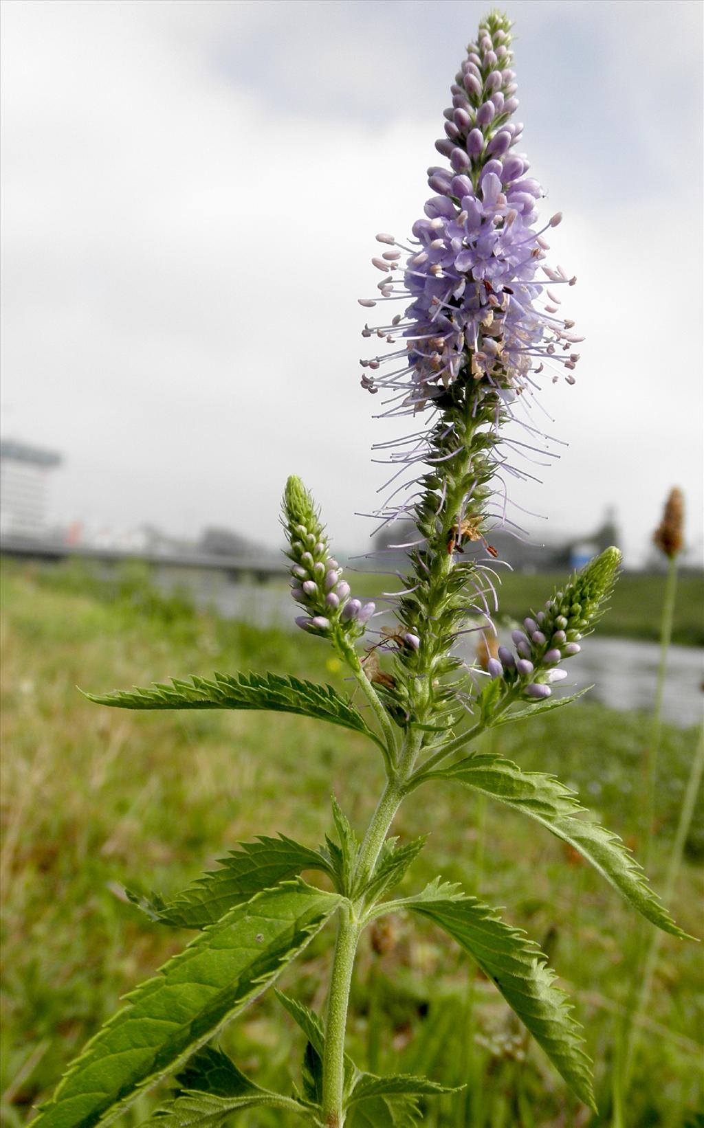 Veronica longifolia (door Bert Verbruggen)