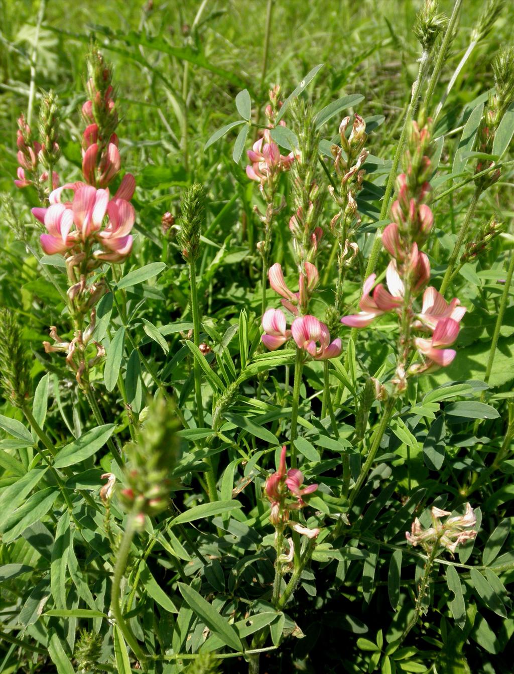 Onobrychis viciifolia (door Bert Verbruggen)