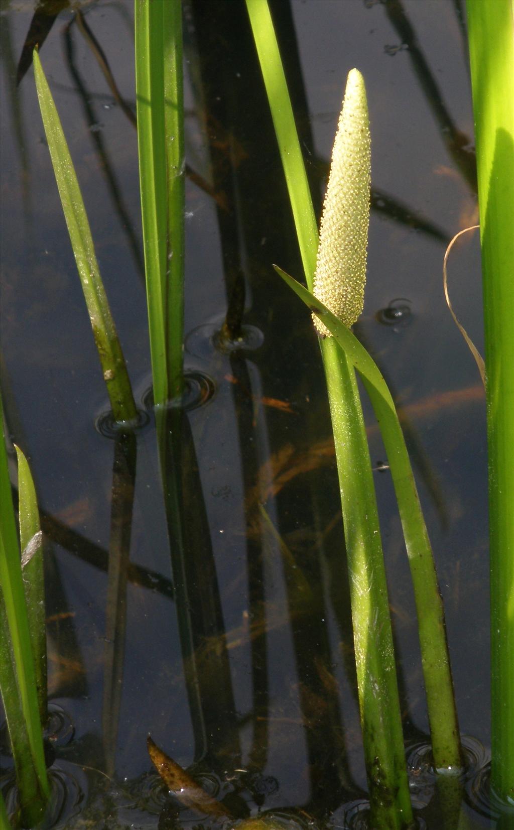 Acorus calamus (door Bert Verbruggen)