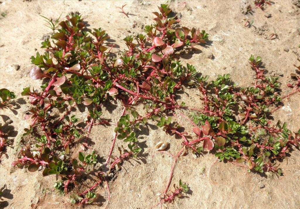 Lythrum portula (door Bert Verbruggen)