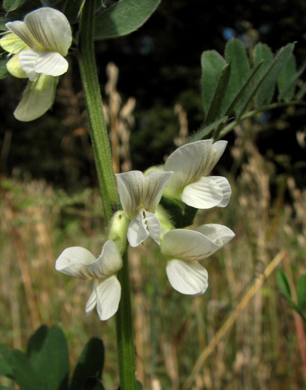 Vicia lutea (door Bert Verbruggen)