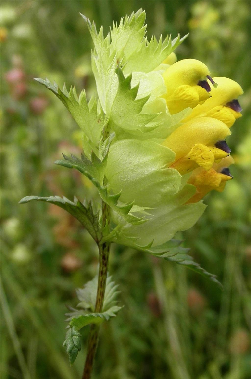 Rhinanthus angustifolius (door Bert Verbruggen)