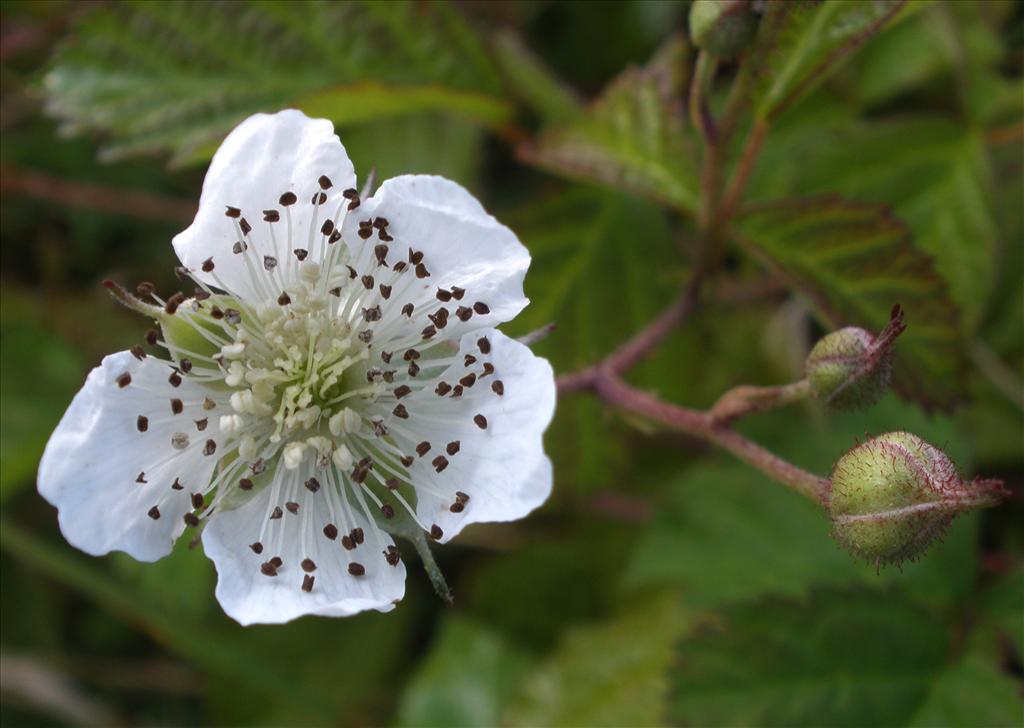 Rubus caesius (door Bert Verbruggen)