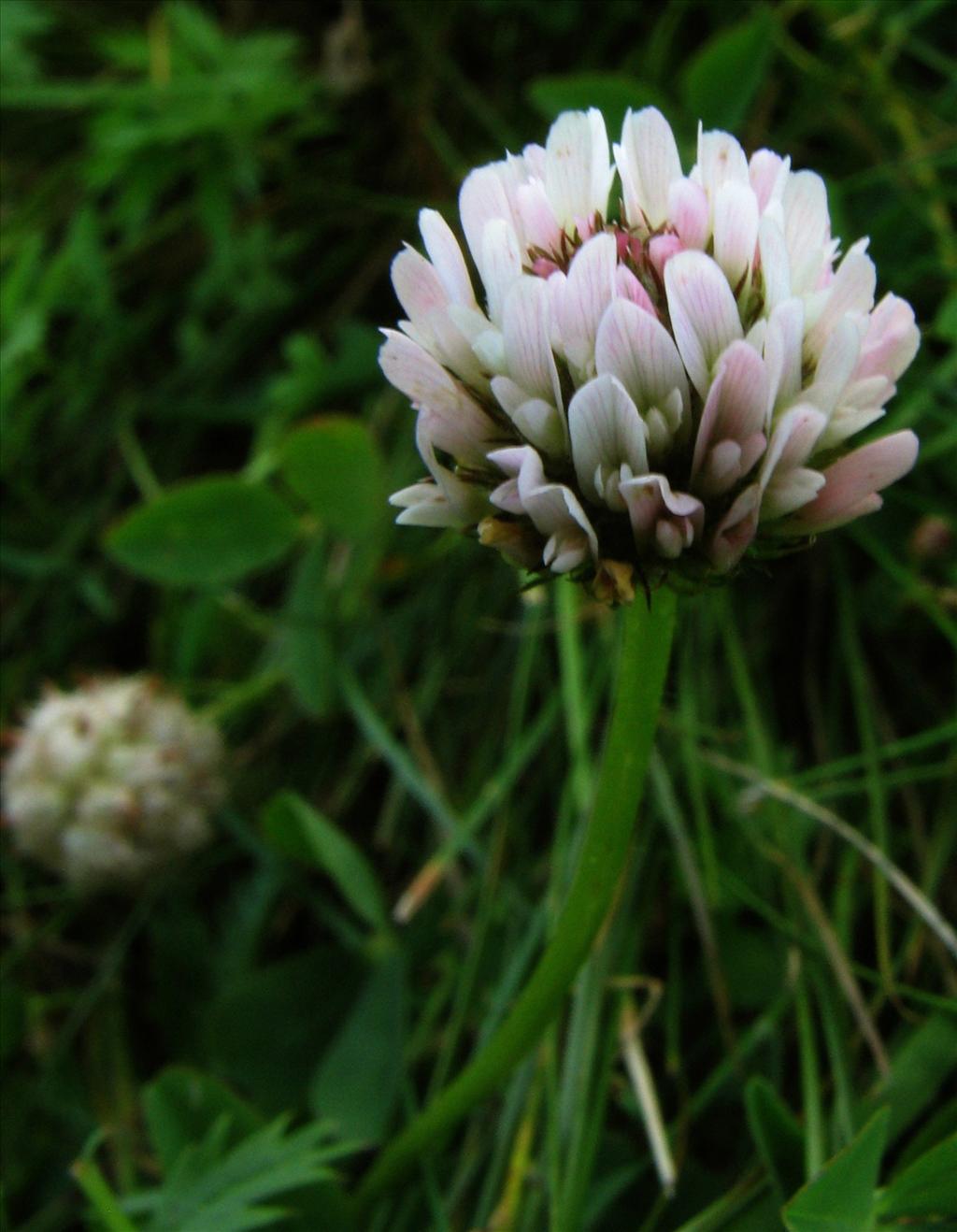 Trifolium fragiferum (door Bert Verbruggen)