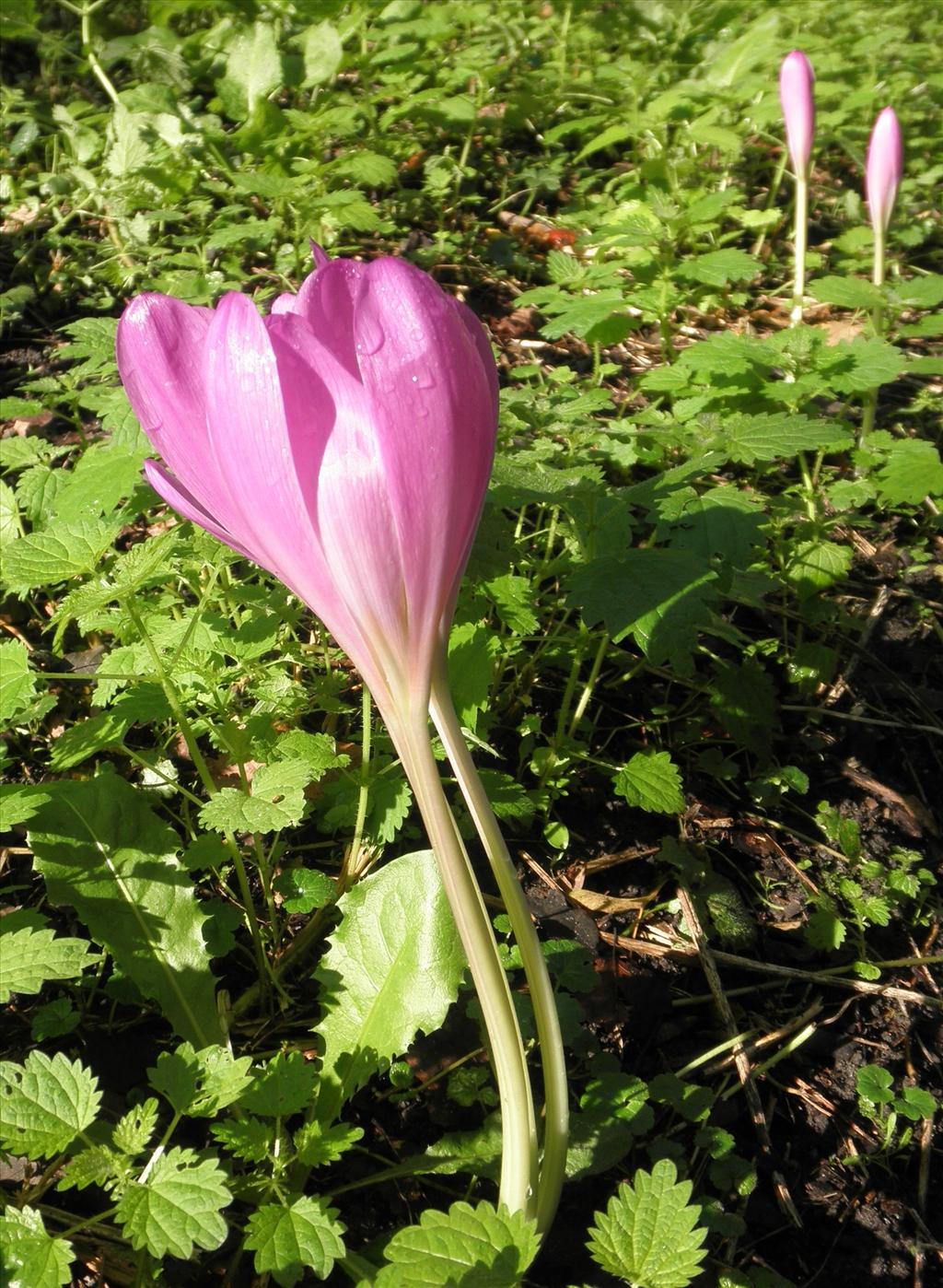 Colchicum autumnale (door Bert Verbruggen)