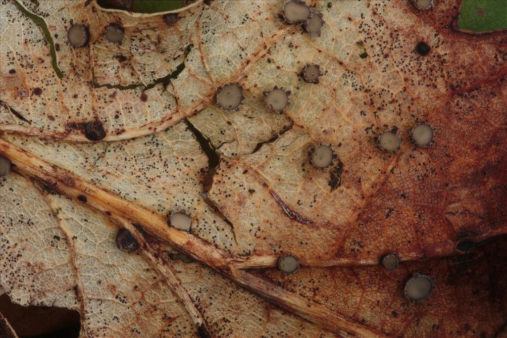 Coccomyces tumidus (door Atte van den Berg)