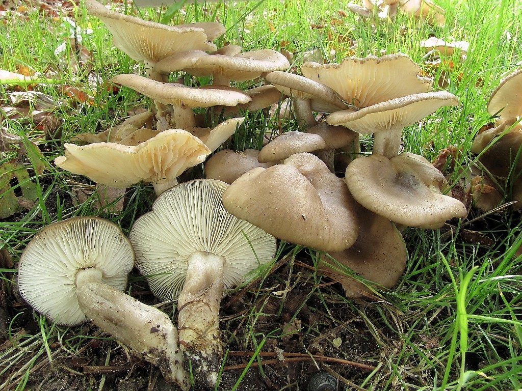 Lyophyllum fumosum (door Dinant Wanningen)