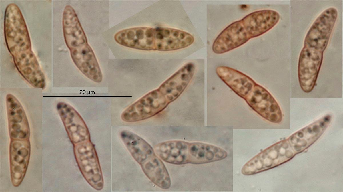 Amphiporthe leiphaemia (door Björn Wergen)