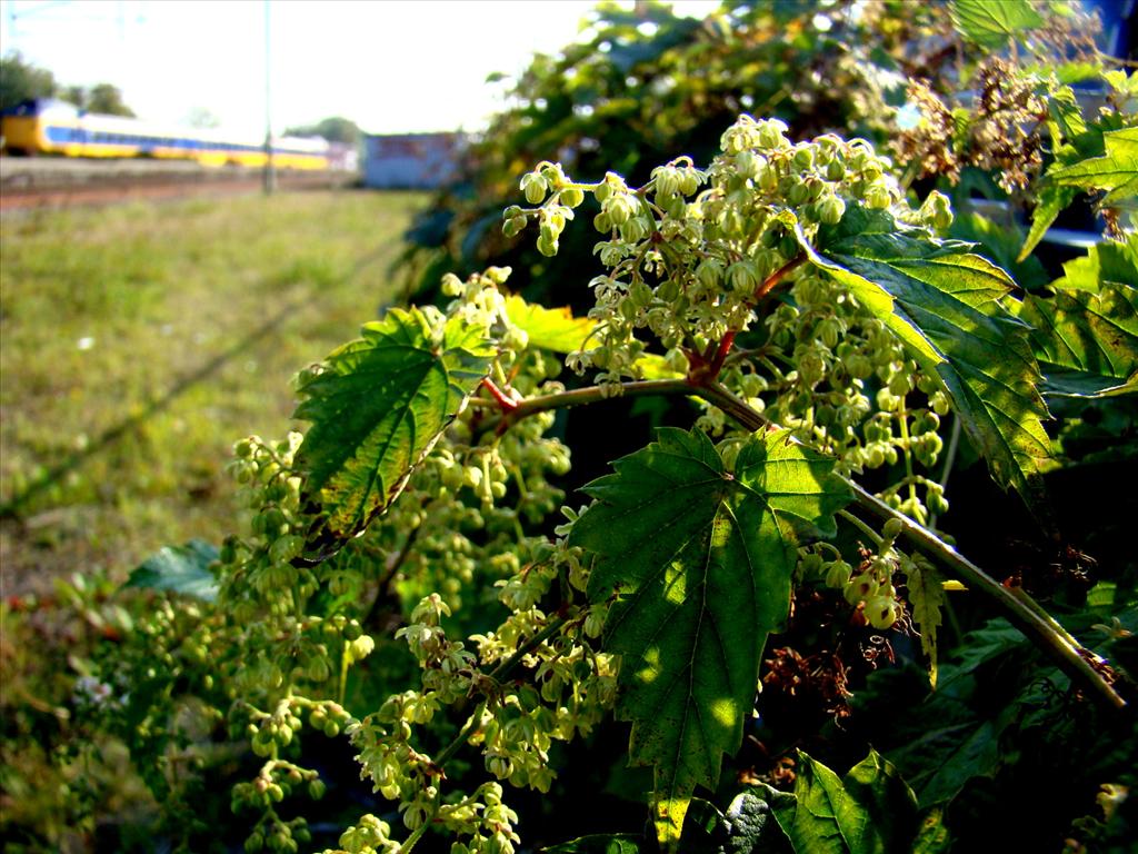 Humulus lupulus (door Joop Verburg)