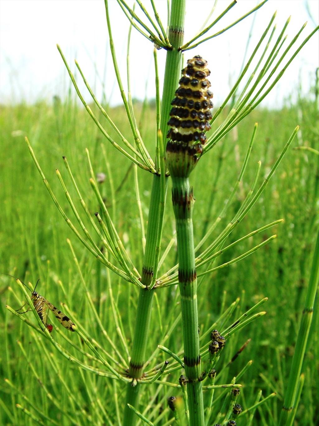 Equisetum fluviatile (door Dick Kerkhof)