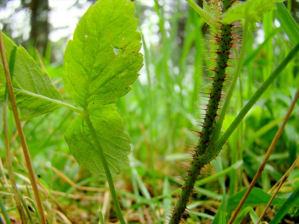 Rubus idaeus (door Joop Verburg)