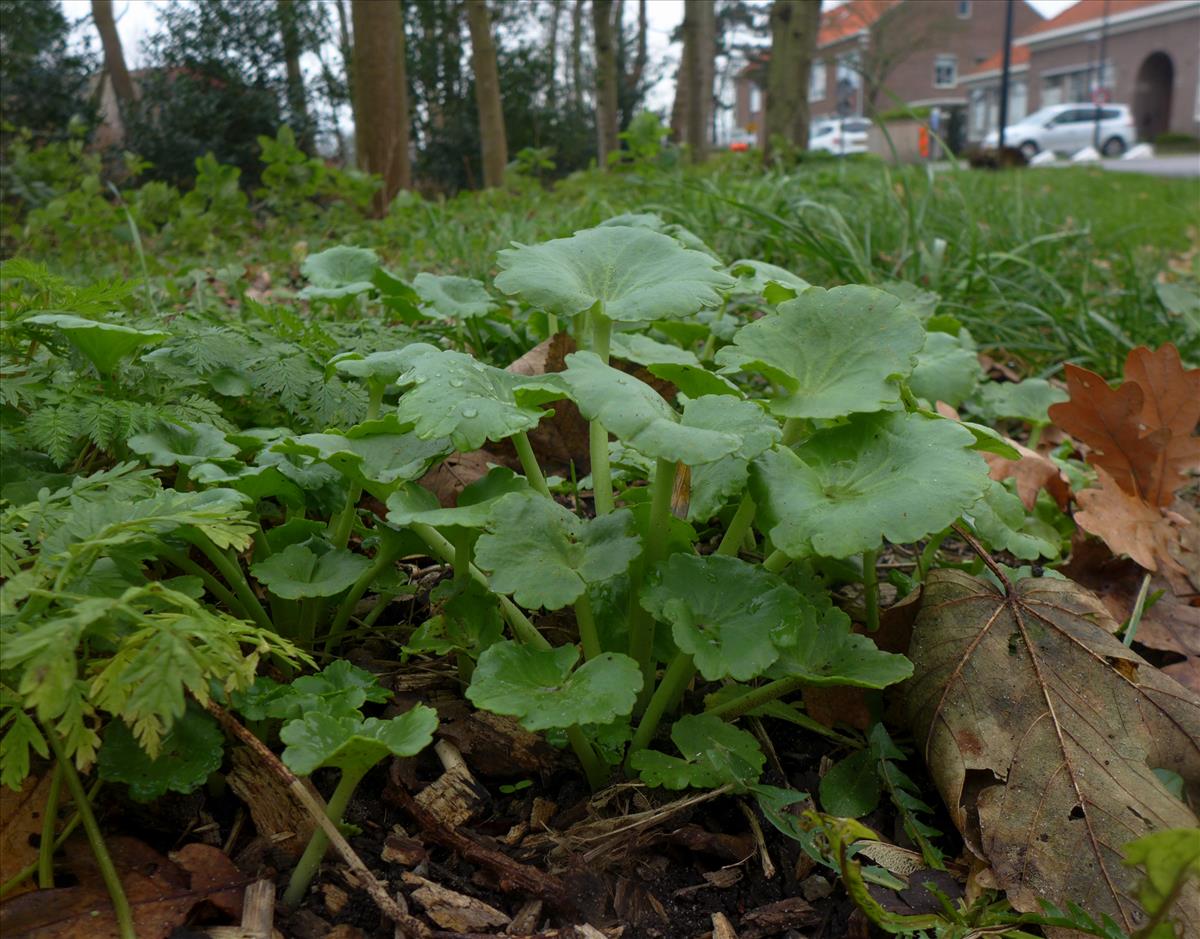 Umbilicus luteus (door Jelle van Dijk)