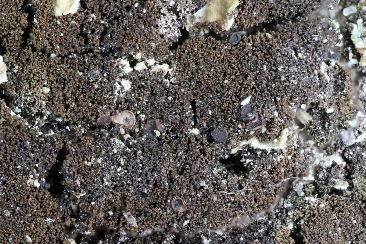 Placynthiella icmalea (door Hans Toetenel)