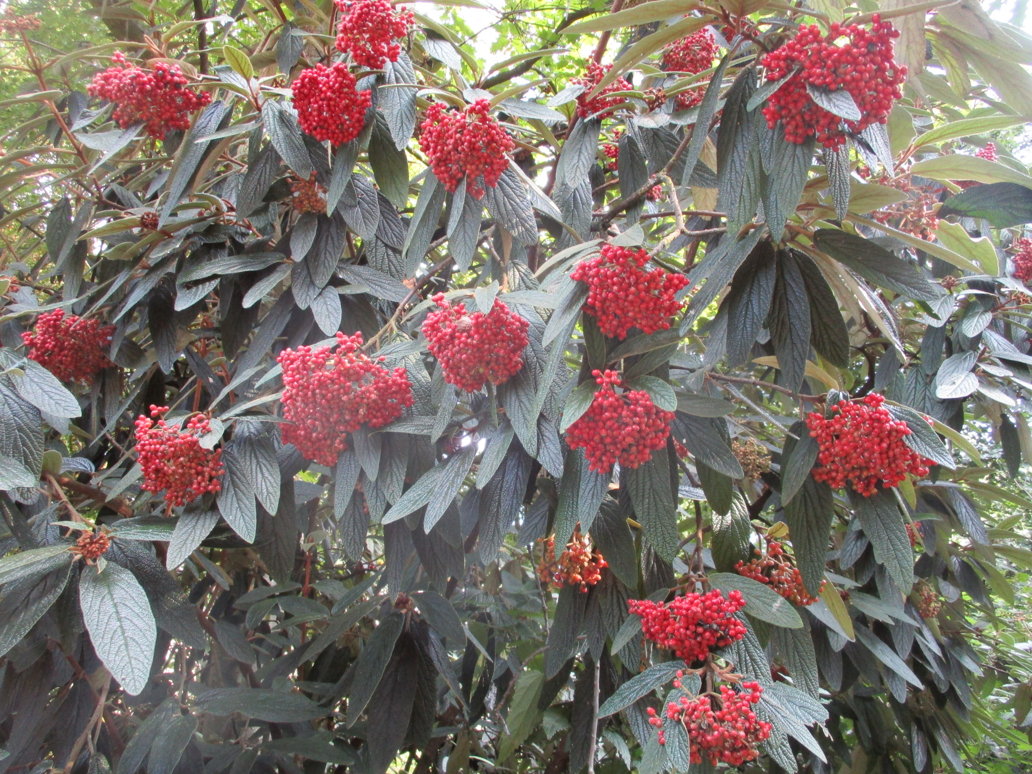 Viburnum rhytidophyllum (door Toon Verrijdt)