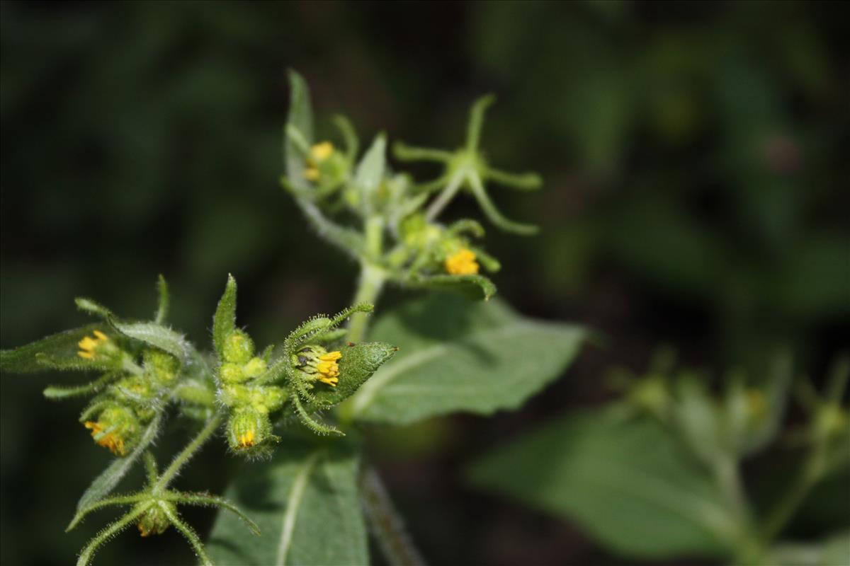 Sigesbeckia serrata (door Toon Verrijdt)