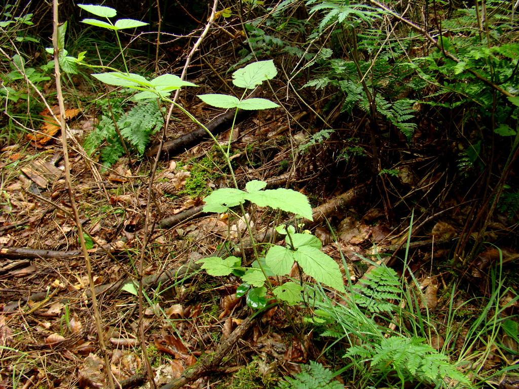 Rubus idaeus (door Joop Verburg)