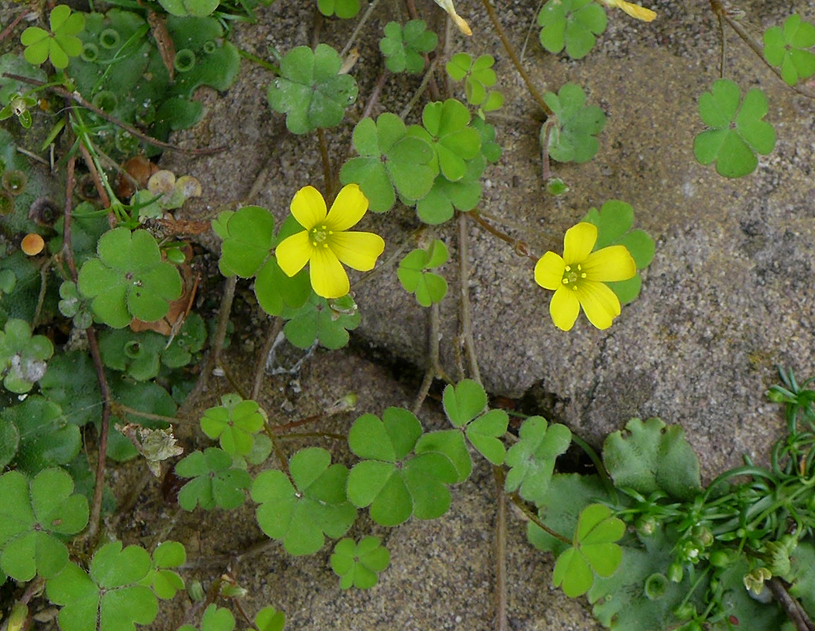 Oxalis exilis (door Jelle van Dijk)