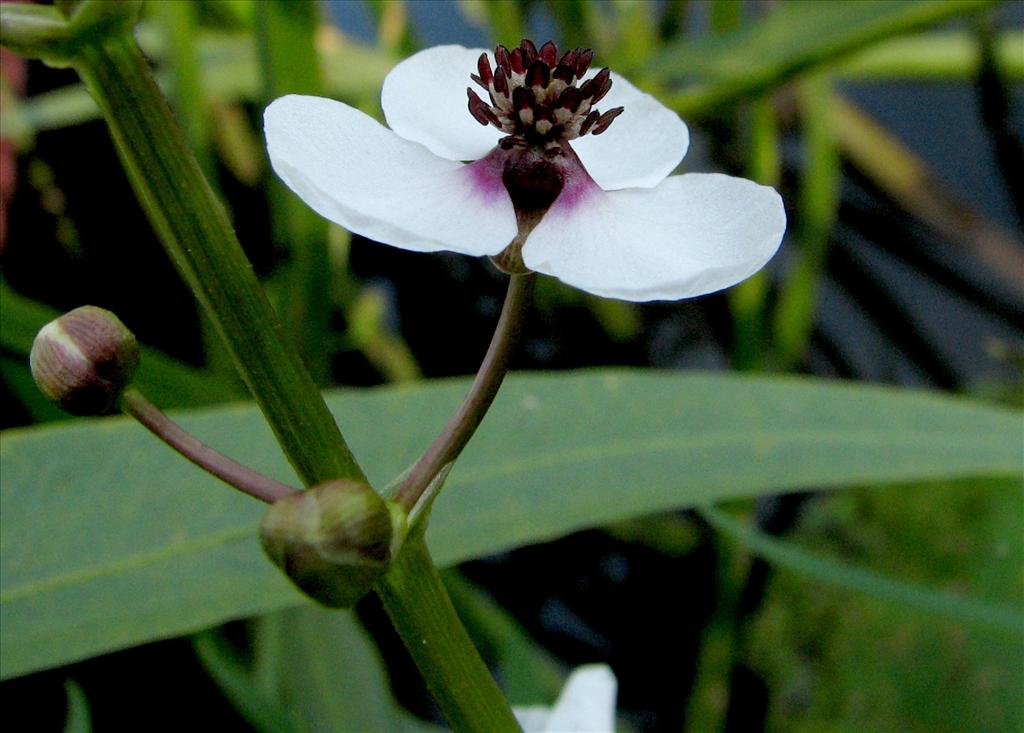 Sagittaria sagittifolia (door Bert Verbruggen)