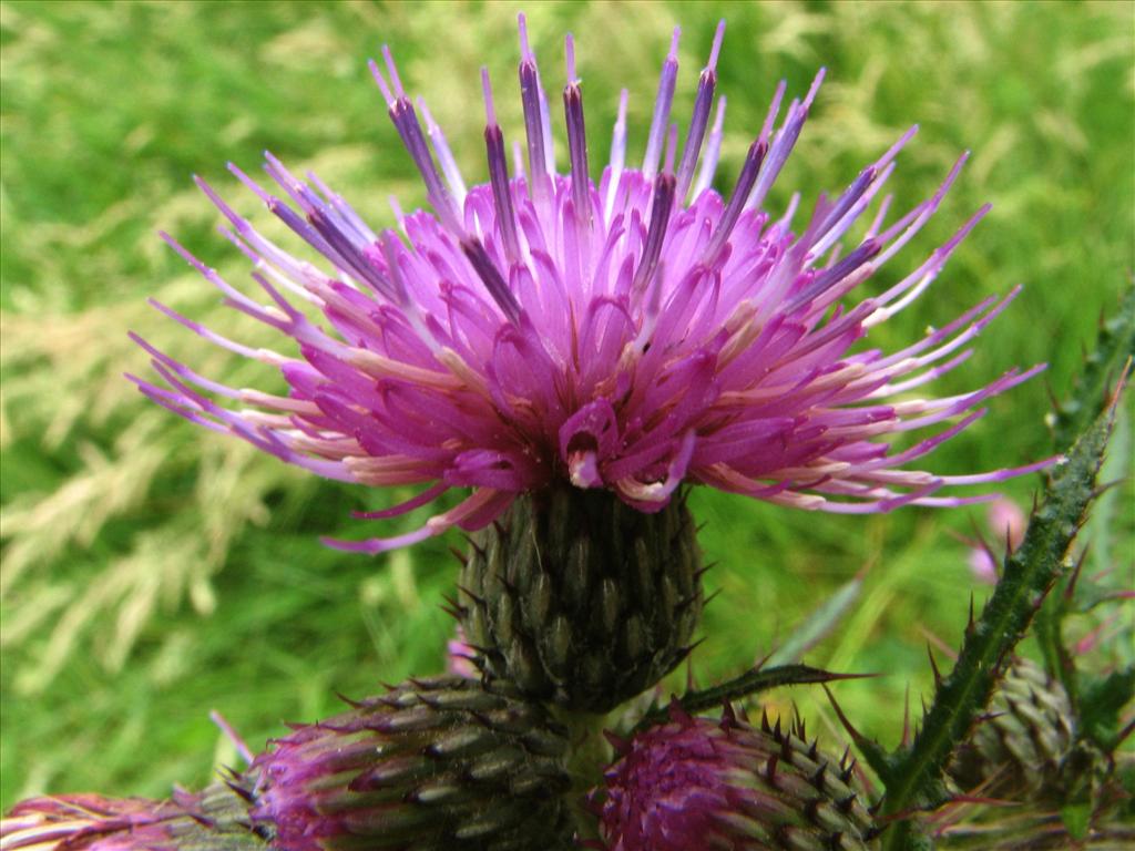 Cirsium palustre (door Bert Verbruggen)