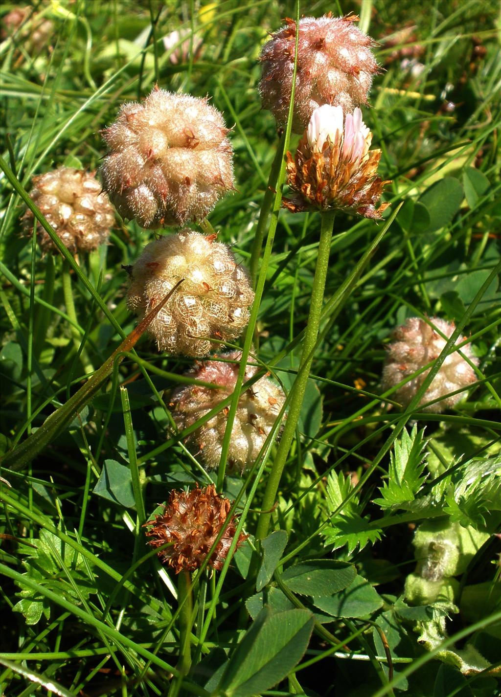 Trifolium fragiferum (door Bert Verbruggen)