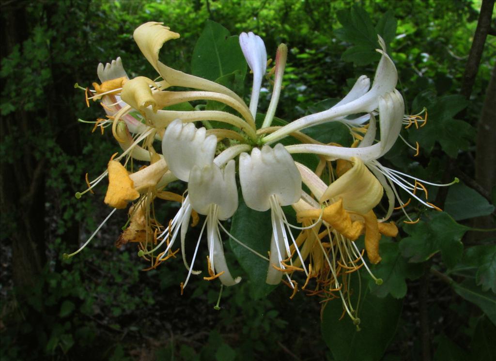 Lonicera periclymenum (door Bert Verbruggen)