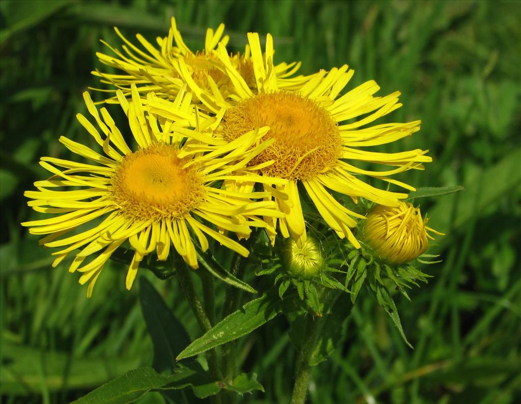 Inula britannica (door Bert Verbruggen)