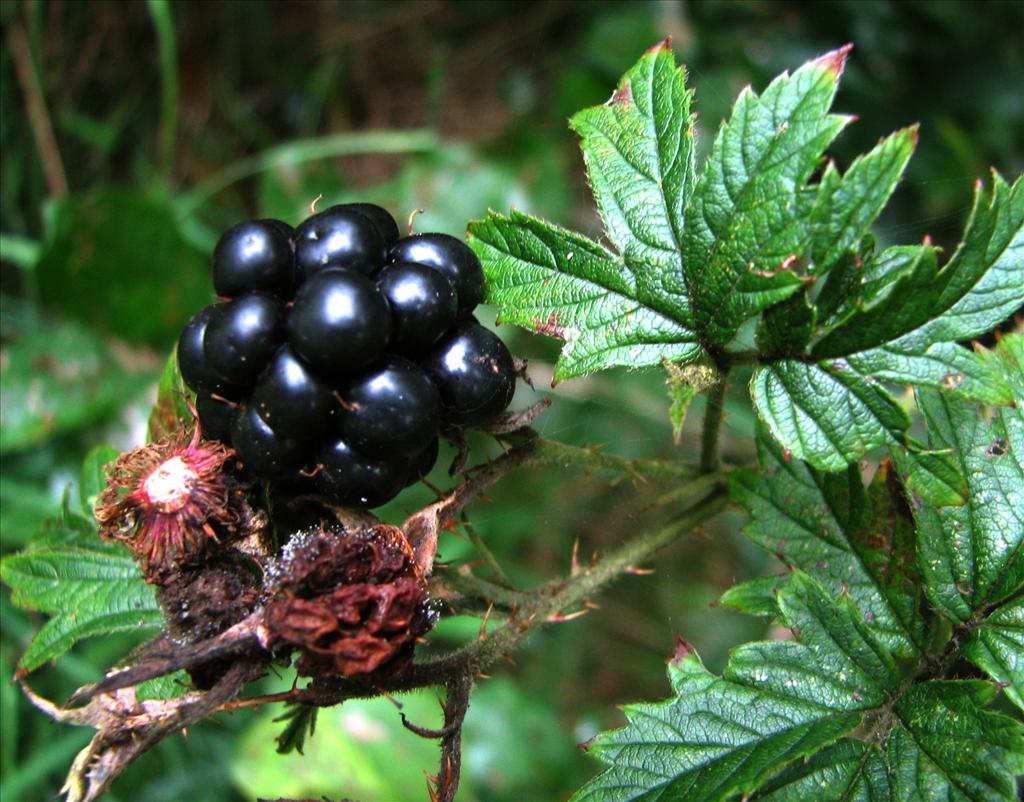 Rubus laciniatus (door Bert Verbruggen)