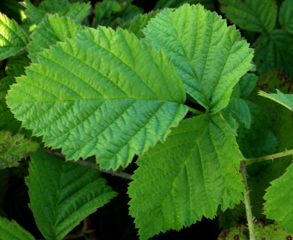 Rubus caesius (door Bert Verbruggen)