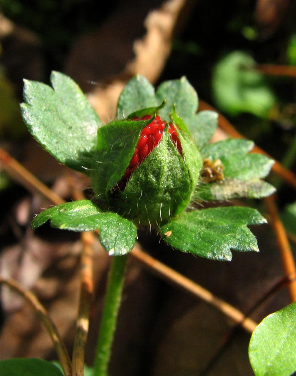 Potentilla indica (door Bert Verbruggen)