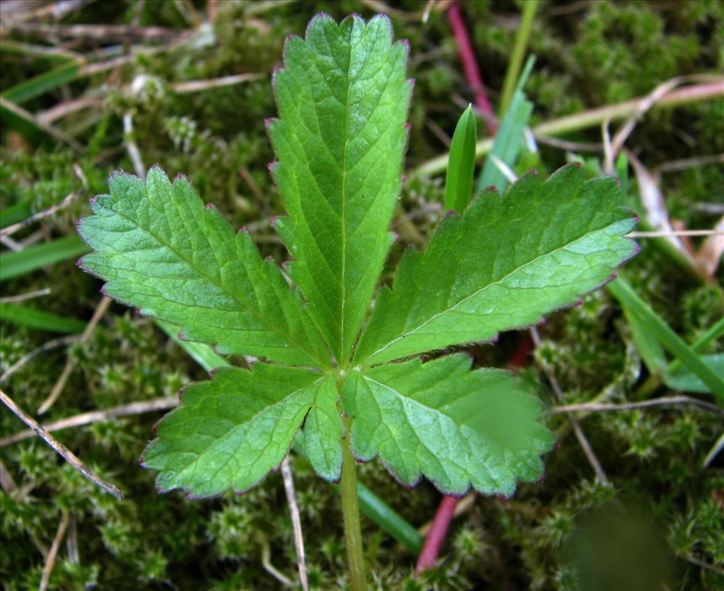 Potentilla reptans (door Bert Verbruggen)