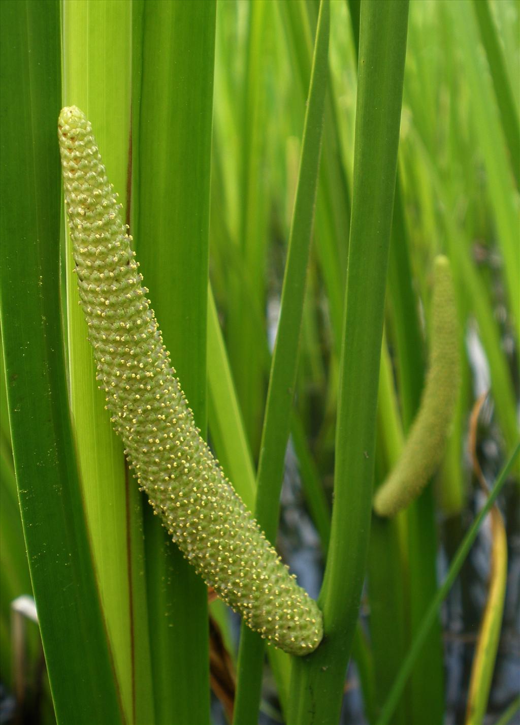 Acorus calamus (door Bert Verbruggen)