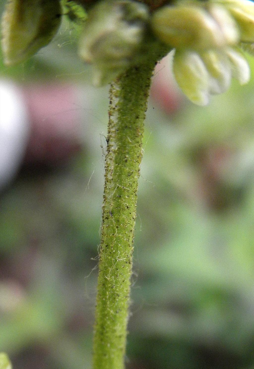 Persicaria lapathifolia (door Bert Verbruggen)