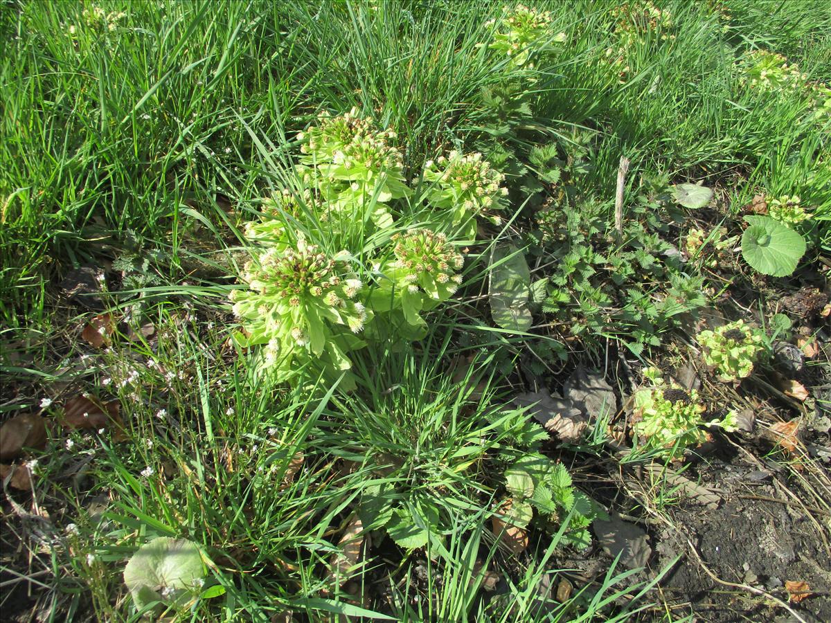 Petasites albus (door Toon Verrijdt)