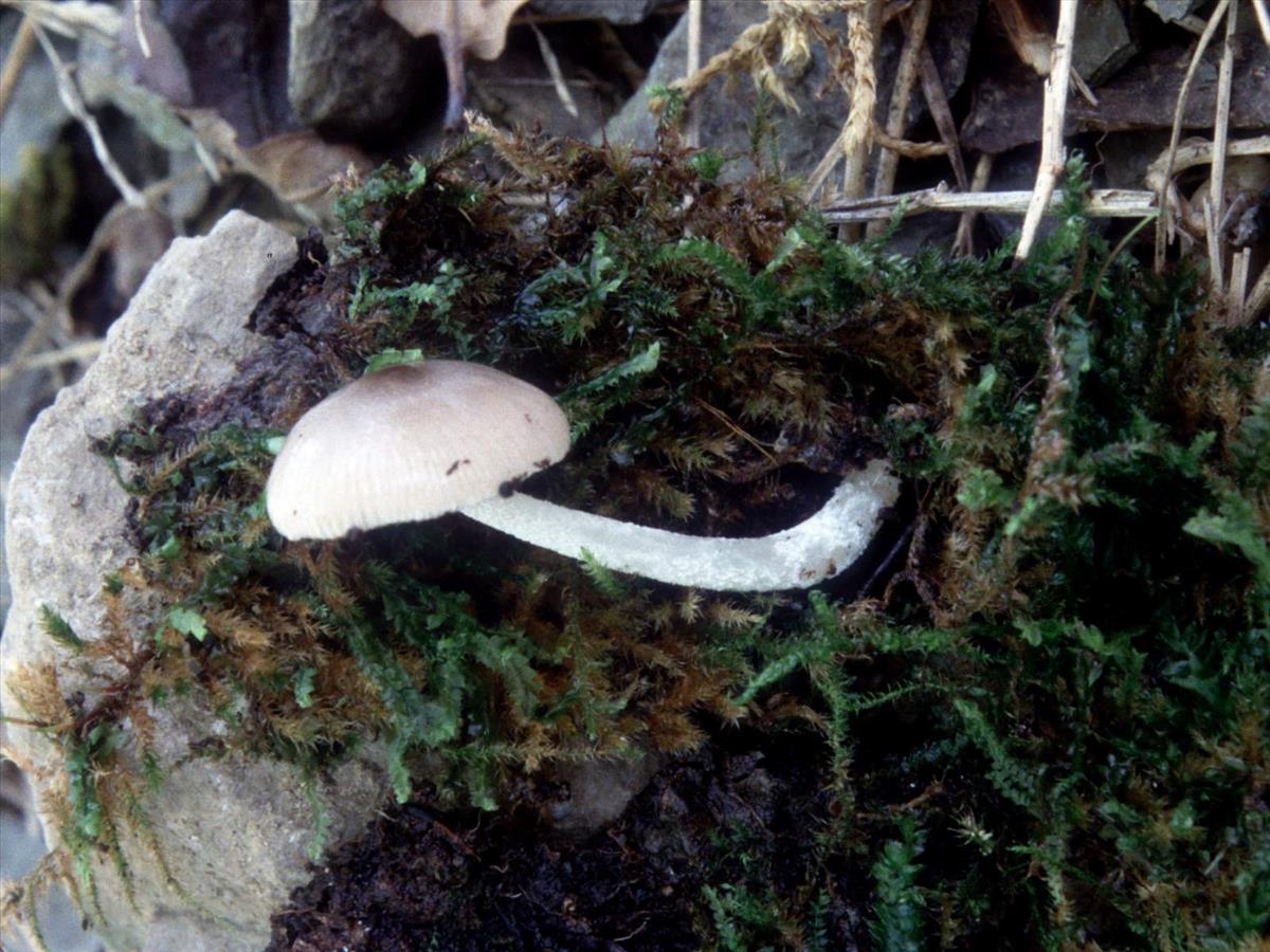 Bolbitius reticulatus var. pluteoides (door Grieta Fransen)