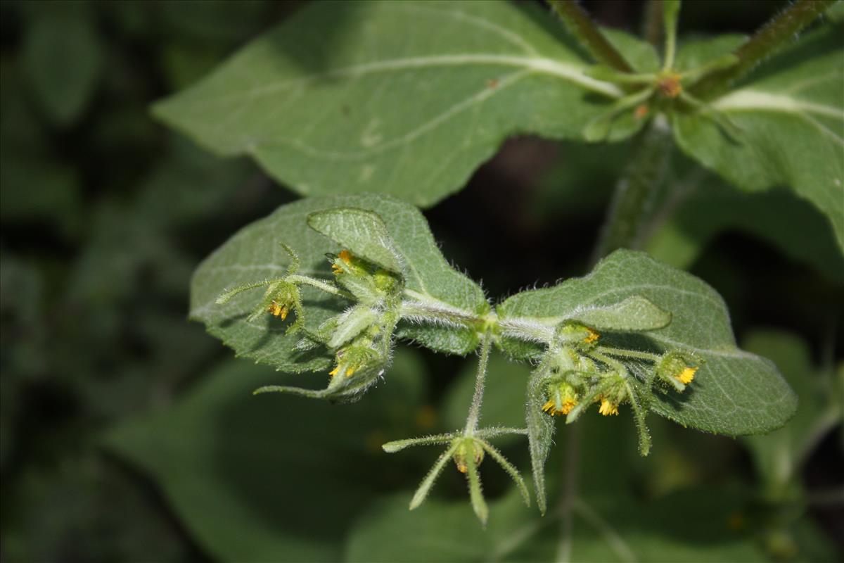 Sigesbeckia serrata (door Toon Verrijdt)