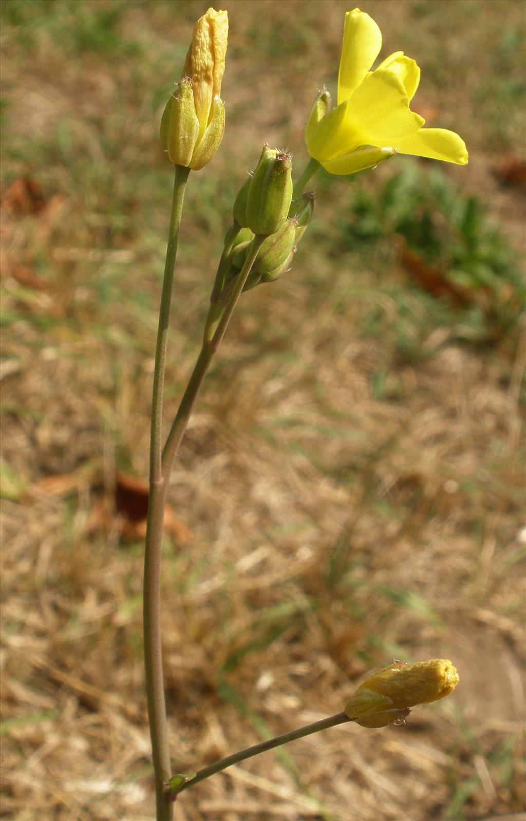 Diplotaxis tenuifolia (door Bert Verbruggen)