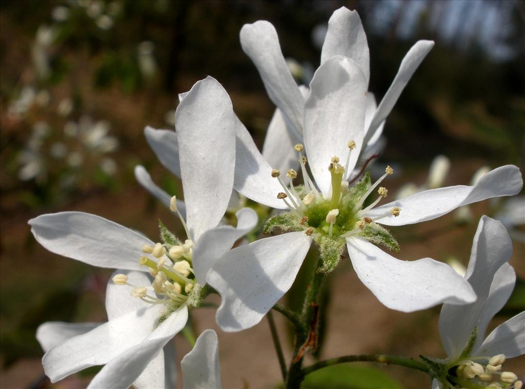 Amelanchier lamarckii (door Bert Verbruggen)